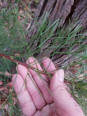 Isopogon anethifolius