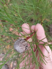 Isopogon anethifolius