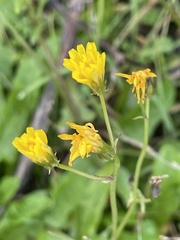 Crepis vesicaria