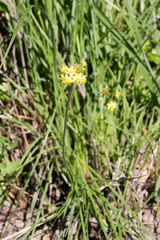 Bulbine asphodeloides