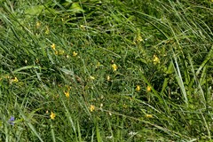 Chamaecrista mimosoides