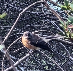 Rhipidura fuliginosa