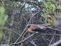 Rhipidura fuliginosa