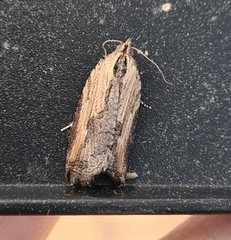 Cryptoptila immersana