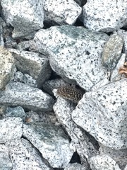 Sceloporus occidentalis taylori