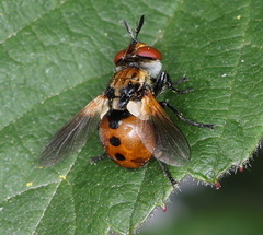 Gymnosoma rotundatum