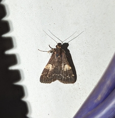 Hydrillodes lentalis