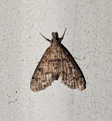 Dolicharthria bruguieralis