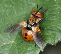 Gymnosoma rotundatum