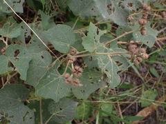 Urena procumbens