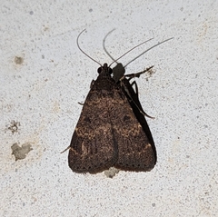 Hydrillodes lentalis