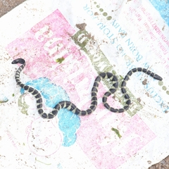 Hydrophis cyanocinctus