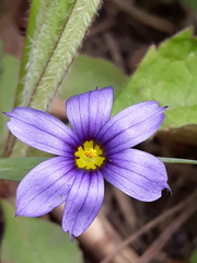 Sisyrinchium septentrionale