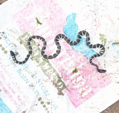 Hydrophis cyanocinctus