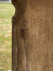Cryptinae