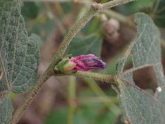 Urena procumbens