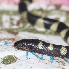 Hydrophis cyanocinctus