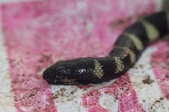 Hydrophis cyanocinctus