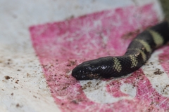 Hydrophis cyanocinctus