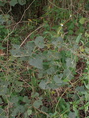 Urena procumbens