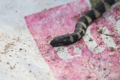 Hydrophis cyanocinctus