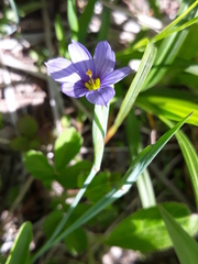 Sisyrinchium septentrionale