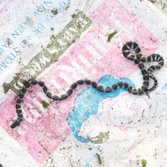 Hydrophis cyanocinctus