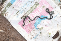 Hydrophis cyanocinctus