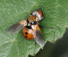 Gymnosoma rotundatum