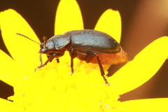 Gastrida abdominalis