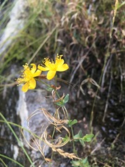 Hypericum scouleri