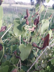 Aristolochia baetica