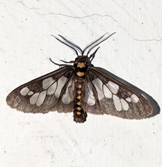 Eressa confinis