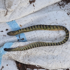 Hydrophis curtus