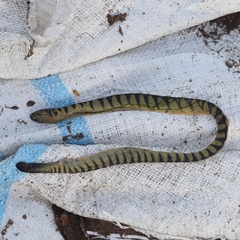 Hydrophis curtus