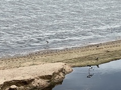 Himantopus mexicanus melanurus