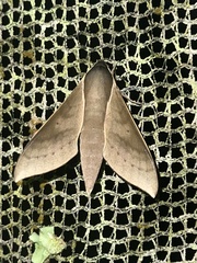 Xylophanes porcus