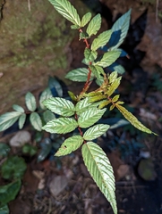 Rubus cardotii