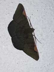 Sphacelodes vulneraria