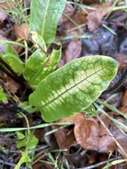 Bistorta officinalis