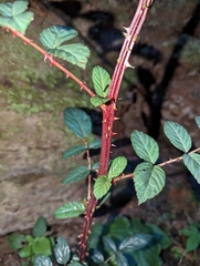 Rubus cardotii