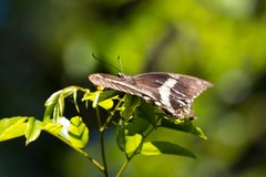 Papilio nireus lyaeus