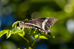 Papilio nireus lyaeus