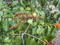 Combretum fruticosum