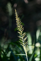 Setaria megaphylla