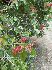 Combretum fruticosum
