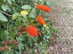 Combretum fruticosum