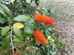 Combretum fruticosum