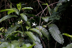 Tabernaemontana ventricosa