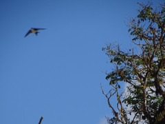 Pygochelidon cyanoleuca